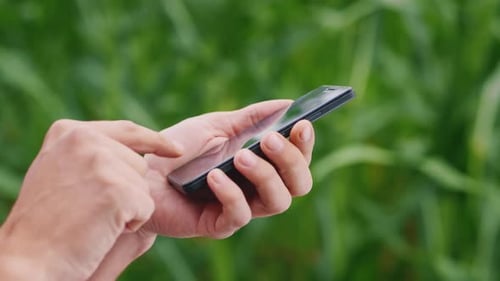 The Hand of a Farmer with a Smartphone on the Background of a Field of Corn