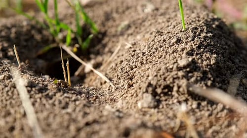 Colonie Ant Hill