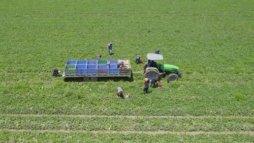 La récolte du melon à Sdot Negev Israël