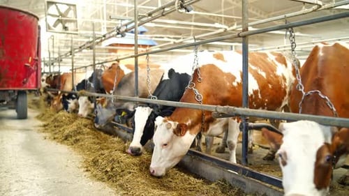 Beautiful cows in a row eating dry grass in a modern cowshed. Livestock feeding in a stall.