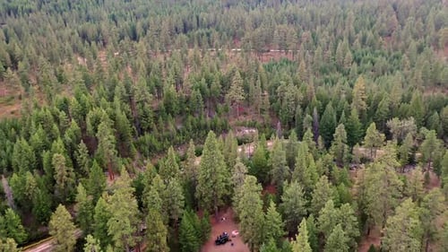 Lush Green Evergreen Forest From Above. - aerial