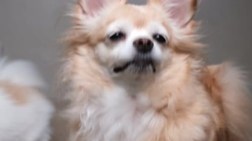 Chihuahua Posing for the Camera Indoors
