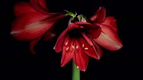 Red Hippeastrum Opens Flowers in Time Lapse on a Black Background. Growth of Orange Amaryllis Flower