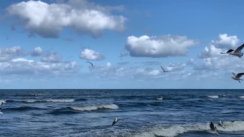 Flock of seagulls flies in strong winds.