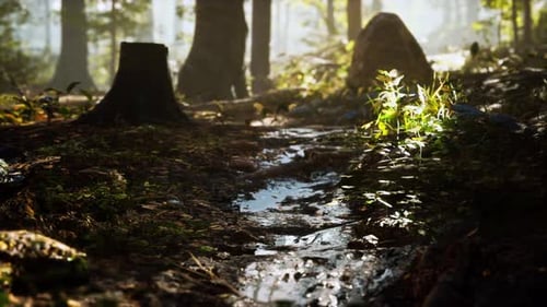 Small Creek Runs Through a Wide Valley Full of Fallen Leaves