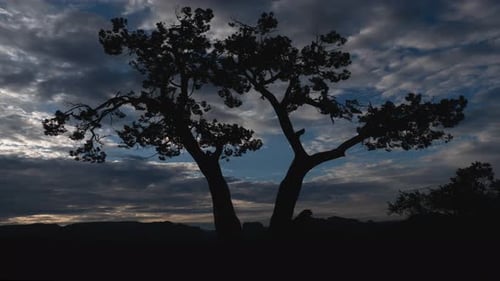Clouds Behind Twisted Juniper Tree Silhouette Sedona Arizona Timelapse Wide Shot