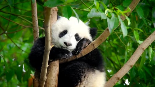 Adorable Baby Panda Lounging in Tree Branches