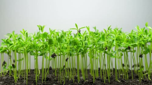 Flax Germination on Light Background