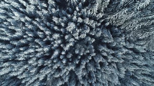 Winter Season Spruce and Pine Trees Covered with Snow. Aerial Top Down Flyover Shot of Winter Forest