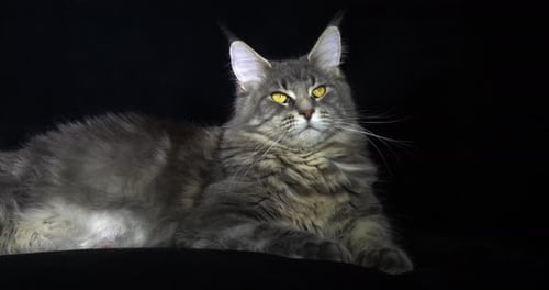 Blue Blotched Tabby Maine Coon Chat domestique, femelle couchée sur fond noir