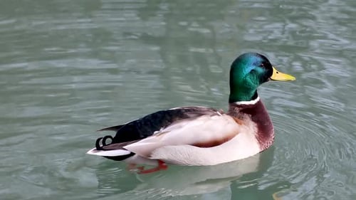 Agua de cerca, pájaro, pato, pato macho, cabeza esmeralda