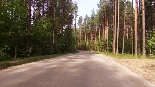 Road for Cars Lies Between the Tall Trees Mixed Forest
