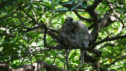 Monkeys Grooming in a Lush Tree