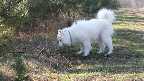 Weißer flauschiger süßer Samojeden geht an einem sonnigen, warmen Wintertag im Wald spazieren.