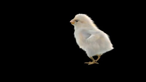Realistic White Baby Chick Walking Animation