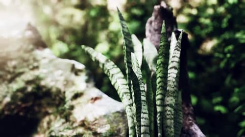Forêt tropicale brumeuse et rayons de soleil éclatants à travers les branches des arbres