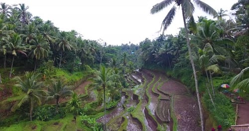 Aerial footage through the jungle revealing the rice terraces in Ubud Bali.
