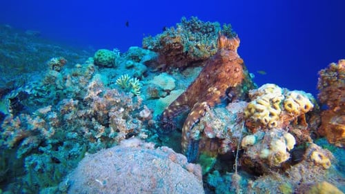 Octopus Camouflaged on Colorful Coral Reef in Ocean