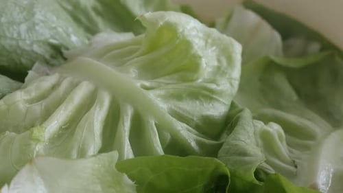 Lactuca sativa lettuce leaves 4K panning video