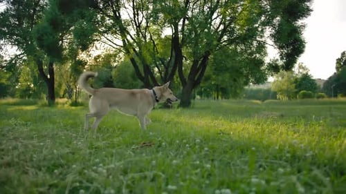 Woman Throws Ball for Dog in Sunny Park