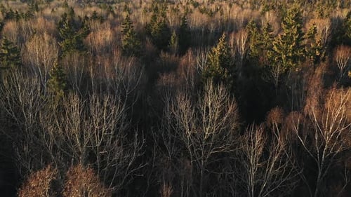 Drohne fliegt tief berührende Baumwipfel