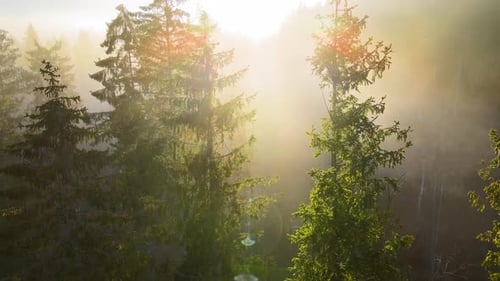 Vue aérienne de la forêt sombre et brumeuse illuminée par les rayons du soleil avec des pins en automne