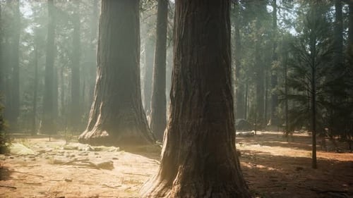 Sunset on the Giant Forest, Sequoia National Park, California