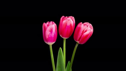 Three Pink Tulips Blooming on Black Background
