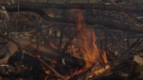 Flames Consuming Small Branches and Twigs