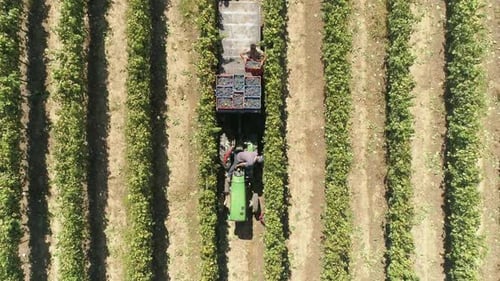 Aerial view of man's loading tractor with grapes on agricultural field, Greece.