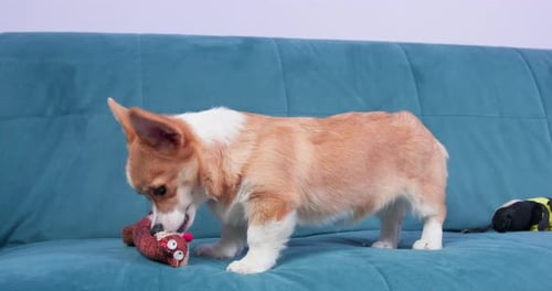 Playful Corgi Puppy Playing with Toy on Couch