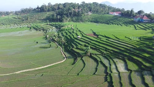 Vue aérienne inversée de la terrasse des rizières