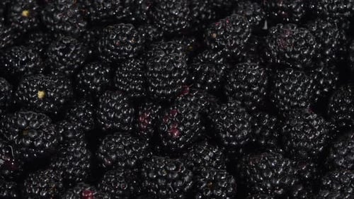 Wild Berries. White. Rotating. Close Up