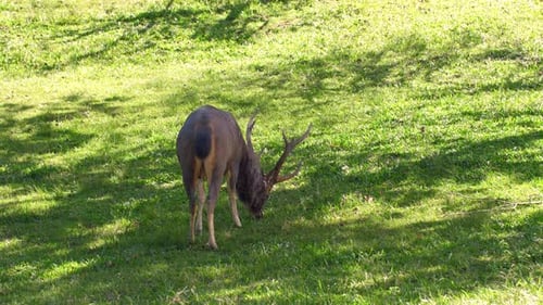 Schöne Hirsche fressen grünes Gras im Schatten des Baumes