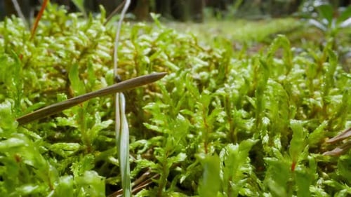 Malerische Wiese mit wachsendem Gras im sonnigen Wald