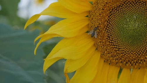 Bee Collecting Pollen from a Yellow Sunflower