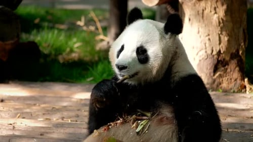 Close-up Panda Bear Eating Bamboo in Forest