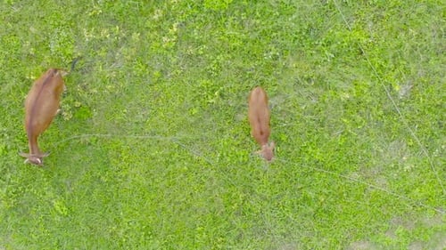 Aerial top view of cows eating green rice and grass field. Animals in agriculture farm.