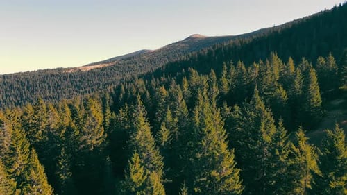 Above View of Dense Conifer Forest Hills and Mountains in Summer Carpathians Ukraine