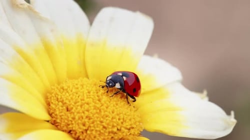 Ladybug Walking on Field Daisy
