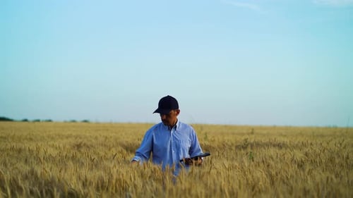 Agronomist working in wheat field and using tablet