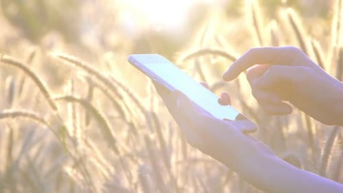 Person Using Smartphone in Sunny Grassy Field