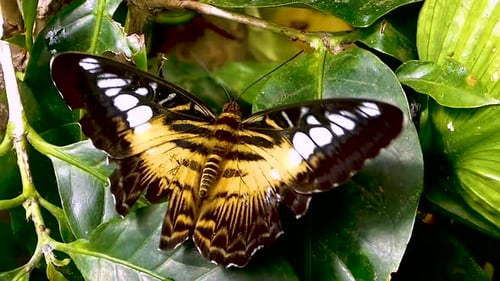 Schmetterling mit beschädigtem Flügel auf einem Blatt