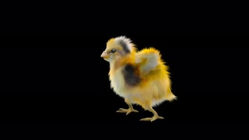 Animated Baby Chick Walking, Looking Around, and Resting