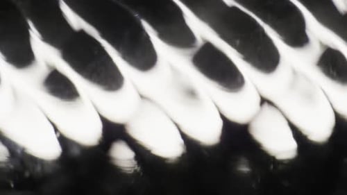 Cinematic Abstract Motion Background (No CGI used) 1111