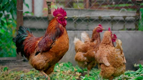 Rooster and Hens in Rural Farmyard