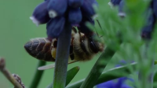 Bee on Hyacinth Flower in Spring Garden