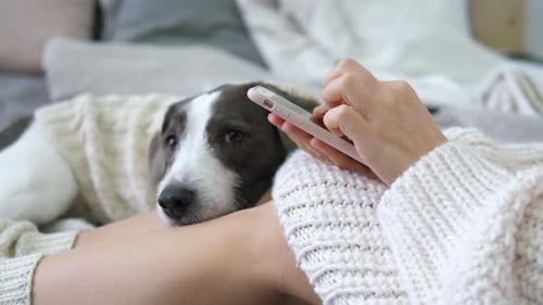 Dog Resting on Lap While Woman Uses Phone