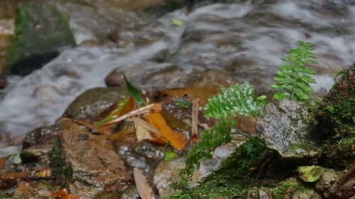 Pflanze auf Wasserfall