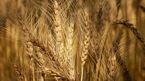 Wheat Field